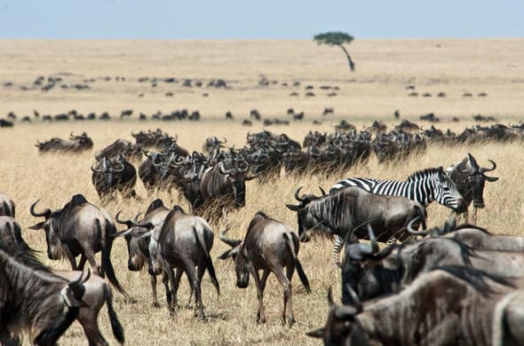 Maasai Mara