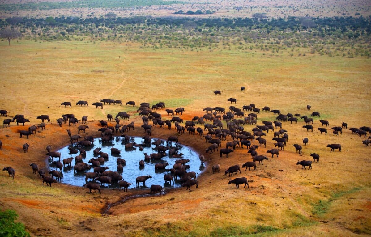 3 Days in Tsavo National Park — East & West