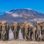 Top 5 Amboseli Lodges for Luxurious Tourist Accommodation