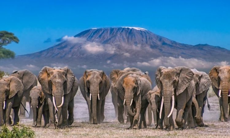 Top 5 Amboseli Lodges for Luxurious Tourist Accommodation