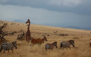 Conservancies to Visit in Kenya